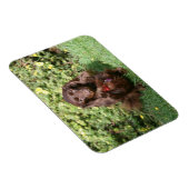 茶色の長毛ミニチュアダックスシュント マグネット (右側)