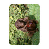 茶色の長毛ミニチュアダックスシュント マグネット (縦)