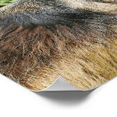 茶色の長髪ドイツの羊飼い1 ポスター (角)