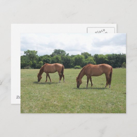 茶色の馬二頭が草を食む ポストカード (正面/裏面)