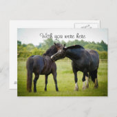 茶色の馬葉書2枚 ポストカード (正面/裏面)