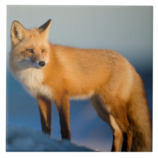 茶色キツネセラミックタイル タイル (正面)