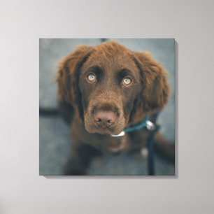 茶色犬 キャンバスプリント