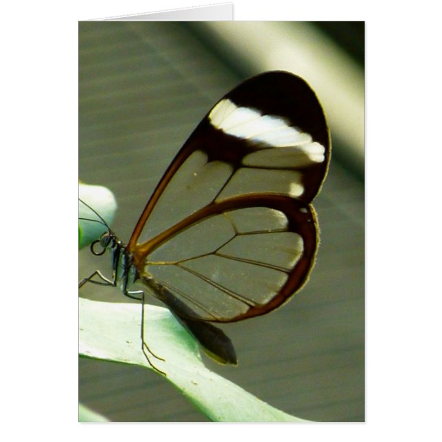 茶色素晴らしと半透明の蝶 (正面)