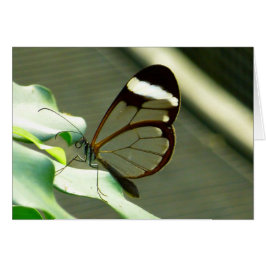 茶色素晴らしと半透明の蝶