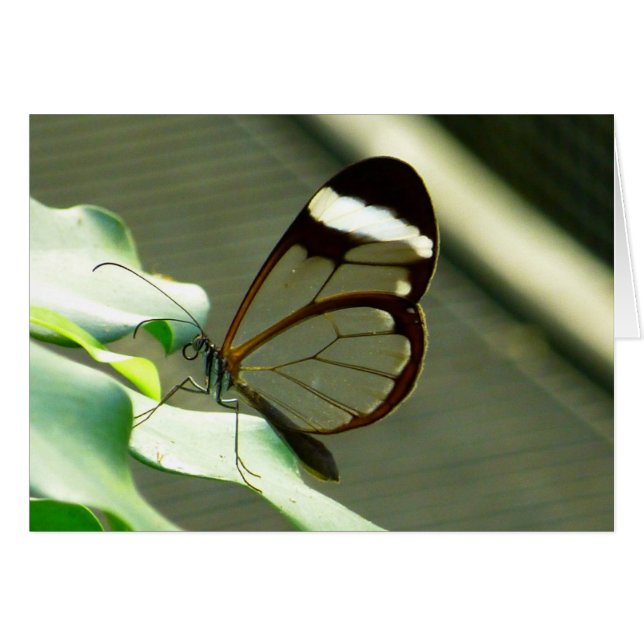 茶色素晴らしと半透明の蝶 (正面横)