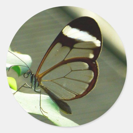 茶色素晴らしと半透明の蝶 ラウンドシール (正面)