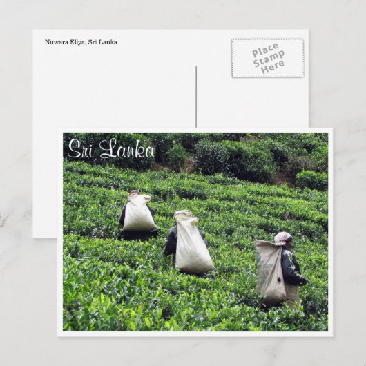 茶農場労働者 ポストカード (正面/裏面)