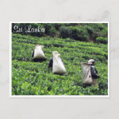 茶農場労働者 ポストカード (正面)