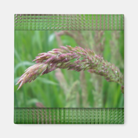 草が磁石を育てる様子 マグネット (正面)