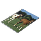 草が茂った分野に立っているアラビア人の子馬 ノートブック (左側)