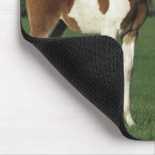 草が茂った分野に立っているアラビア人の子馬 マウスパッド (コーナー)