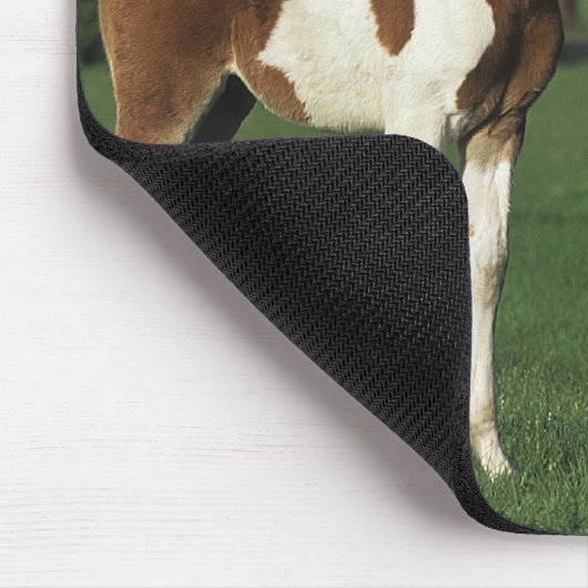 草が茂った分野に立っているアラビア人の子馬 マウスパッド (コーナー)