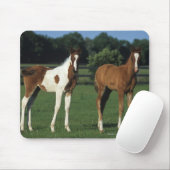 草が茂った分野に立っているアラビア人の子馬 マウスパッド (マウス)
