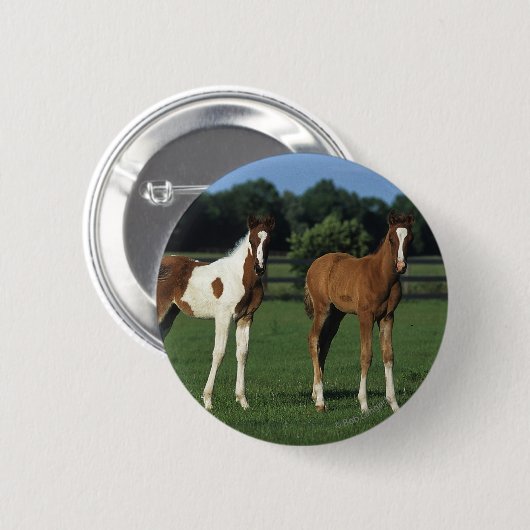 草が茂った分野に立っているアラビア人の子馬 缶バッジ (正面&裏面)