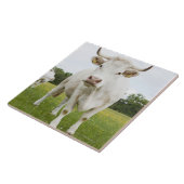 草が茂った分野に立っている牛 タイル (側面)