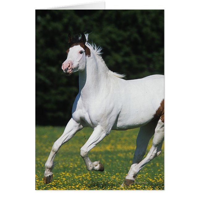 草が茂った分野のペンキの馬のランニング (正面)