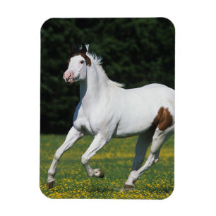 草が茂った分野のペンキの馬のランニング マグネット