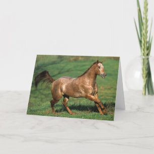 草が茂った分野のAppaloosaの馬のランニング カード