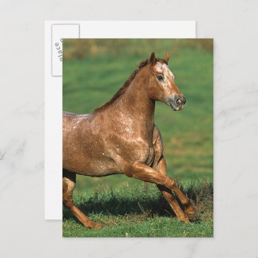 草が茂った分野のAppaloosaの馬のランニング ポストカード (正面/裏面)