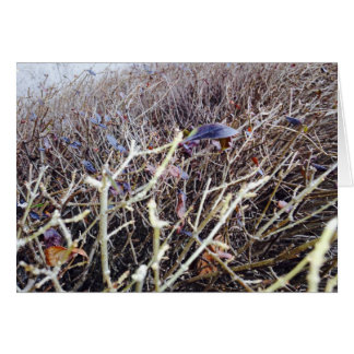 草が茂った花、私の意見