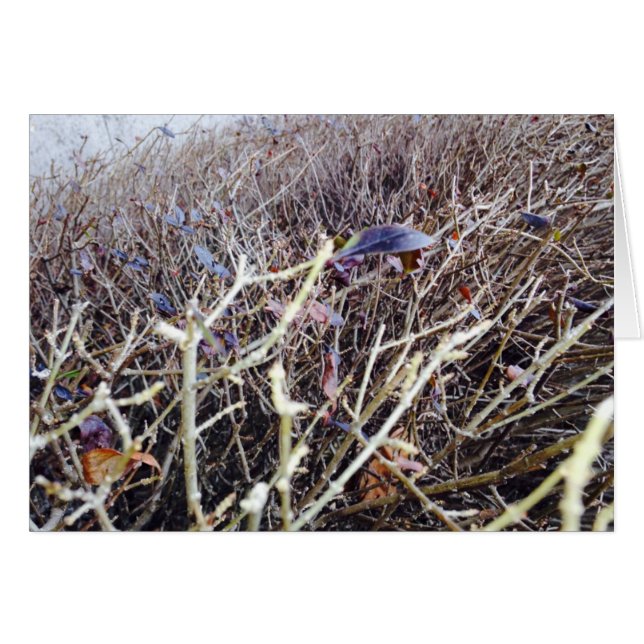 草が茂った花、私の意見 (正面横)