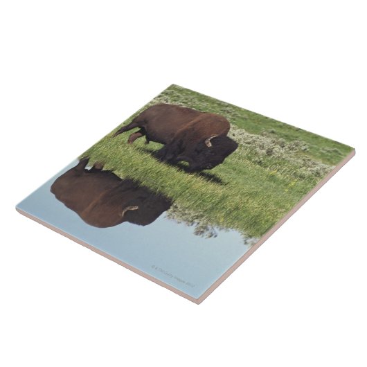 草が茂った草原のバイソン(バイソンのバイソン) タイル (側面)