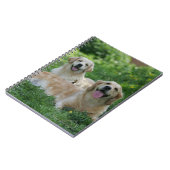 草で置いている2匹のゴールデン・リトリーバー ノートブック (左側)