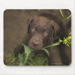 草に坐っているラブラドールの子犬 マウスパッド