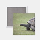 草に生えた巨大な亀 マグネット (正面/裏面)