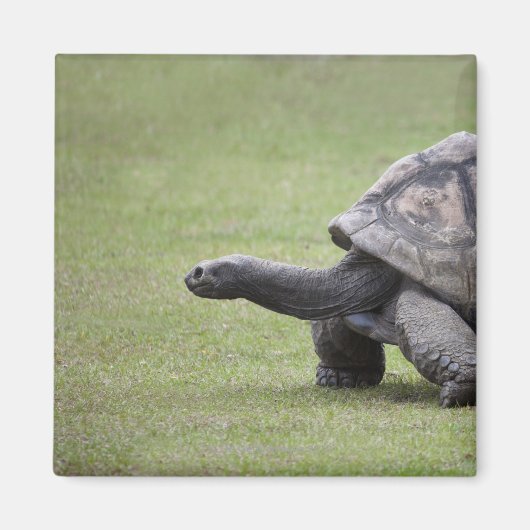 草に生えた巨大な亀 マグネット (正面)