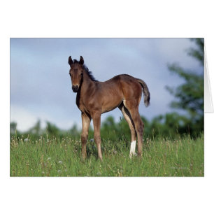 草に立っている純血種の子馬