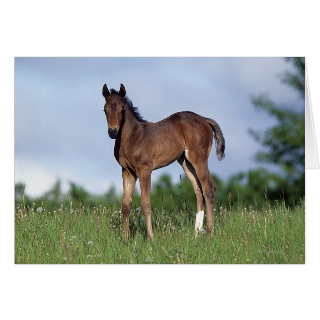 草に立っている純血種の子馬 (正面横)