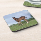 草に立っている純血種の子馬 コースター (左側)