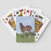 草に立っている純血種の子馬 トランプ (裏面)