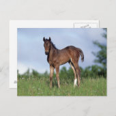 草に立っている純血種の子馬 ポストカード (正面/裏面)