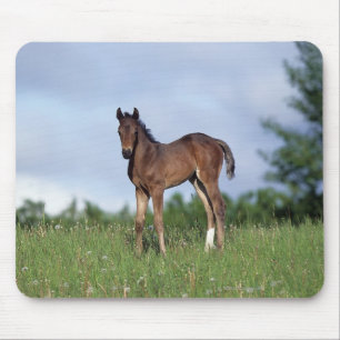 草に立っている純血種の子馬 マウスパッド