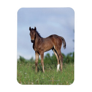 草に立っている純血種の子馬 マグネット