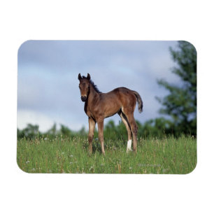 草に立っている純血種の子馬 マグネット