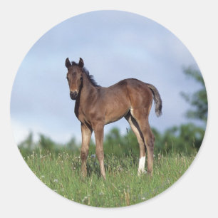 草に立っている純血種の子馬 ラウンドシール