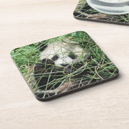 草に隠れているジャイアントパンダ コースター (左側)