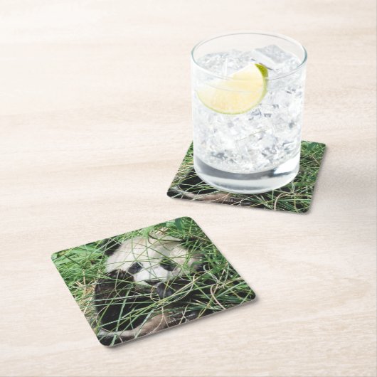 草に隠れているジャイアントパンダ スクエアペーパーコースター (インサイチュ)