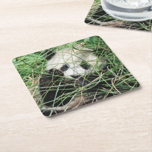 草に隠れているジャイアントパンダ スクエアペーパーコースター (アングル)