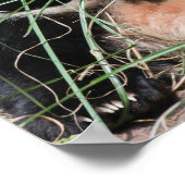 草に隠れているジャイアントパンダ ポスター (角)