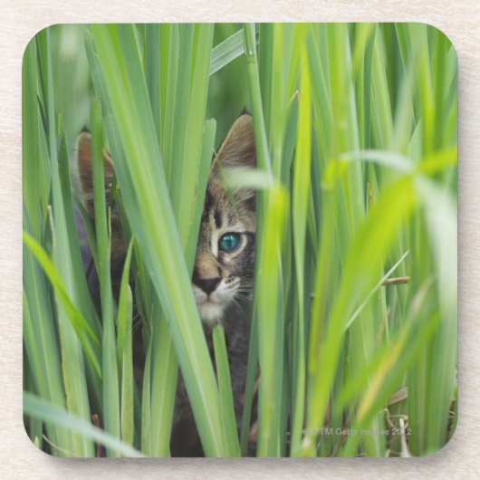 草に隠れている猫 コースター (正面)