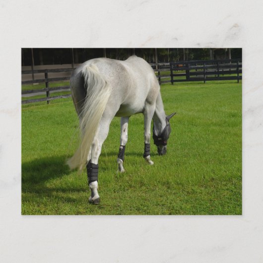 草に頭を垂れ下がった白い馬 ポストカード (正面)