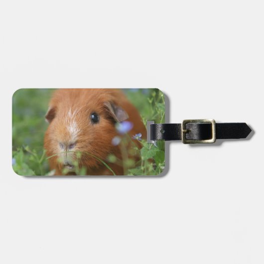 草のかわいく愛らしいショウガのモルモット外で ラゲッジタグ (正面横)