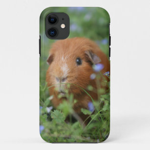 草のかわいく愛らしいショウガのモルモット外で iPhone 11 ケース