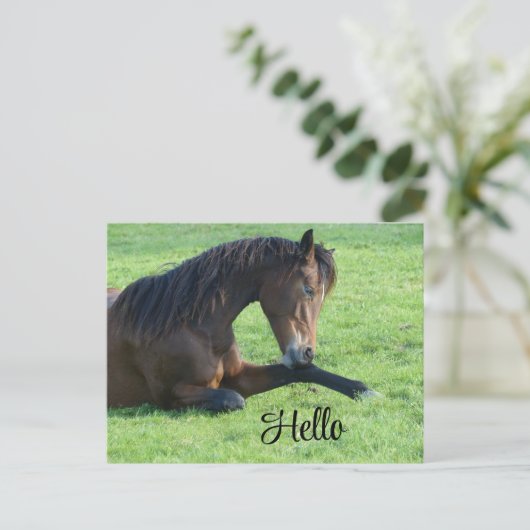 草のかわいらし中に寝そべる茶色の馬 シーズンポストカード (スタンド正面)