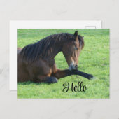 草のかわいらし中に寝そべる茶色の馬 シーズンポストカード (正面/裏面)